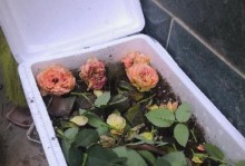 以酸性花卉怎么养殖（培养你的酸性花园，享受多彩花海的美妙）