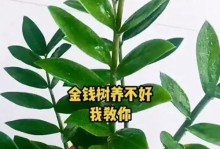 冬天如何养护金钱树，让它在寒冷季节依然繁盛（寒冬里的金钱树养护技巧，让你的财富之树茁壮成长）
