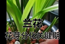 兰草开花后的管理技巧（如何让兰草保持良好的生长状态？）