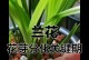 兰草开花后的管理技巧（如何让兰草保持良好的生长状态？）