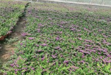 花卉种植的乐趣与技巧（探索花卉种植的奇妙世界）