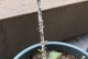 以木炭养月季的方法与技巧（掌握木炭养月季的关键步骤，让花开得更美）