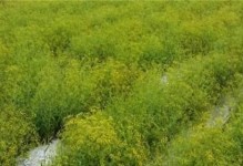探讨柴胡的种植适宜地点（掌握种植柴胡的窍门及注意事项）