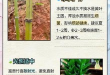竹子顶部发黄的原因及处理方法（如何保养竹子，让其保持健康生长）