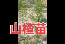 山里红树的丰收之路（探寻山林中的经济之源）