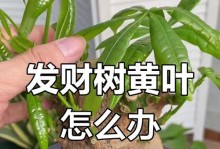 发财树水浇多了怎么办？（快速解决发财树水浇多了的问题）