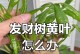 发财树水浇多了怎么办？（快速解决发财树水浇多了的问题）
