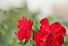 玫瑰花的阳光喜好（探究玫瑰花喜欢阳光的原因与注意事项）