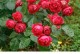 龙沙宝石月季花期（探秘花开时节，尽享盛世绚烂）
