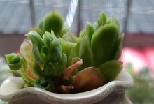 如何解决玫瑰花过长的问题（掌握修剪技巧，让玫瑰花焕发更美）