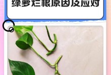 绿箩长虫子究竟是什么？（揭开绿箩长虫子谜团，了解真相！）
