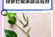 绿箩长虫子究竟是什么？（揭开绿箩长虫子谜团，了解真相！）