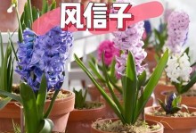 风信子的养护指南（了解风信子的生长需求与养护技巧，让它们绽放更加美丽）