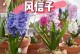 风信子的养护指南（了解风信子的生长需求与养护技巧，让它们绽放更加美丽）