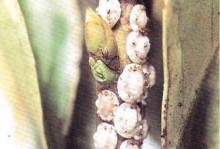 海棠花遭虫害，如何解决？（掌握关键方法，让海棠花重现生机）