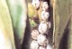 海棠花遭虫害，如何解决？（掌握关键方法，让海棠花重现生机）