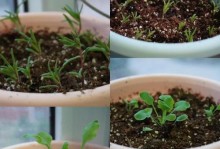 虞美人——种植与养护全攻略（打造花园中的绚丽之星，快速掌握虞美人的栽培技巧与秘诀）