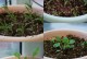 虞美人——种植与养护全攻略（打造花园中的绚丽之星，快速掌握虞美人的栽培技巧与秘诀）
