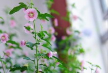 木槿开花时间与频率的探究（探索木槿开花的规律及其适应性）