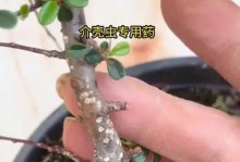 有效消灭蚧虫的方法