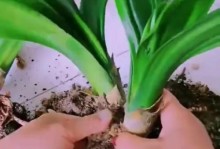 如何正确剪君子兰——打造健康繁茂的君子兰植株（从修剪技巧到护理要点，助您成为君子兰专家）