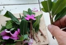 长春花扦插方法详解（快速繁殖，让长春花满园飘香）