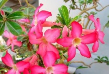 如何选择适合种植凤仙花的月份？（从月份的角度出发，打造最佳的凤仙花生长环境）