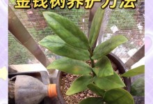 金钱树枯黄的原因及护理方法（拯救您的金钱树，让它重新焕发生机）