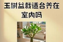 如何改善玉树叶子的质地（探索玉树叶子软化的方法与技巧）