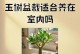如何改善玉树叶子的质地（探索玉树叶子软化的方法与技巧）
