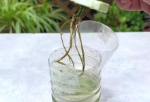 以水培月季轻松分株，打造花园的绚丽景观（水培月季分株方法及注意事项，让你的花园更加美丽）