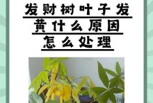 发财竹花的养殖技巧（打造繁茂的发财竹花丛林）