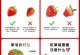草莓养殖全指南（成功种植草莓的关键是什么？）