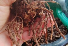 秋季朱顶红叶片发黄的原因及处理方法（揭秘朱顶红叶片发黄的隐藏问题，提供有效处理方法）
