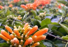 探究炮仗花停止生长的方法（了解炮仗花生长过程及停止生长的关键措施）