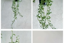 多肉玄月的栽种技巧（玄月多肉栽培全攻略）