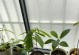牛油果核能种出盆栽（从牛油果籽到盆栽，全面解析种植技巧）
