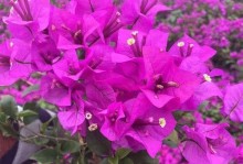 探秘三叶花的开花秘密（揭示三叶花开花的关键因素及技巧）