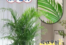 北方冬季散尾葵的养殖技巧（打造别样的冬日花园，散尾葵助你一臂之力）