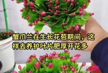 如何养殖蟹爪兰并促使其开花（掌握关键技巧，享受盛开的蟹爪兰之美）