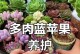蓝苹果多肉的爆盆养殖方法（繁衍多肉美景，从爆盆开始）