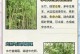 水竹水培与土培——哪种更适合？（水竹水培和土培的优缺点比较）