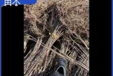 刺五加的繁育方法（种植技巧、病虫防治和收获注意事项）