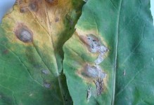 植物黑斑病的治疗方法（从病因到防治，探究植物黑斑病的综合治疗方案）