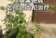 如何治疗兰花叶上的黑点问题（有效方法解决兰花叶黑点问题）