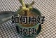 如何养活一根玫瑰花？