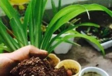 养花爱好者必看！教你解决土壤硬化的小妙招（土壤硬了怎么办？一招搞定！）