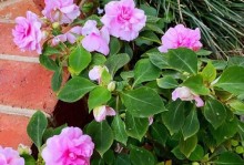 凤仙花种植全指南（了解凤仙花种植技巧，轻松打造繁花似锦花园）