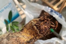 发财树的繁殖方法——截下的部分如何生根（掌握生根技巧，让发财树更易繁衍）