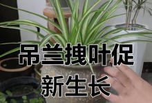 牡丹吊兰叶子黄的原因及解决方法（了解牡丹吊兰叶子黄的成因和有效的处理方式）